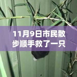 散步奇遇，救助‘鳥(niǎo)界二哈’的自我成長(zhǎng)啟示