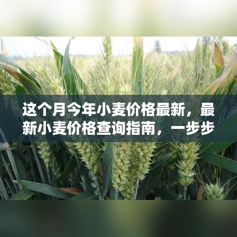 最新小麥價格查詢指南，教你如何獲取本月今年小麥價格信息