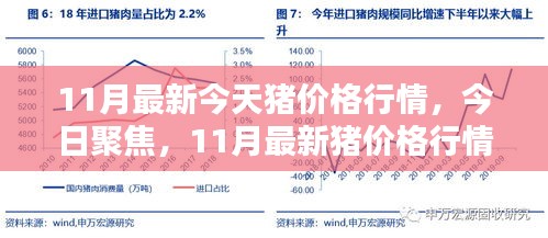 11月最新豬價格行情深度解析與今日聚焦