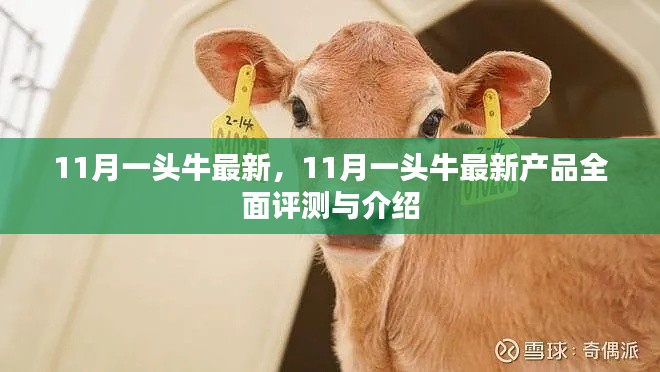 11月一頭牛最新產(chǎn)品全面評測與介紹，最新動態(tài)一覽