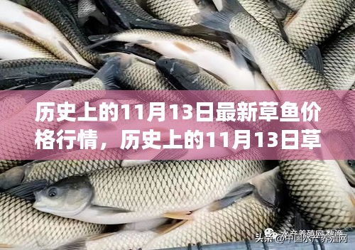 歷史上的草魚行情，揭秘11月13日的草魚價(jià)格與市場走勢分析