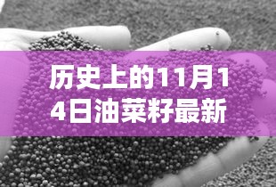 歷史上的11月14日油菜籽價(jià)格行情解析及查詢指南，最新行情與查詢步驟全解析