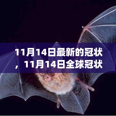 全球冠狀病毒最新進展，關鍵更新與案例分析（截至11月14日）