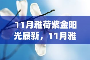 11月雅荷紫金陽(yáng)光下的勵(lì)志蛻變，自信、成就與正能量并行不悖的旅程