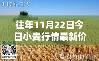 11月22日小麥行情深度解析，最新價(jià)格與市場影響力回顧