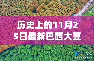 探尋自然秘境，巴西大豆與心靈之旅的交匯點——歷史上的最新巴西大豆報道