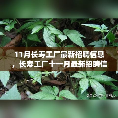 11月長壽工廠最新招聘信息詳解，如何順利應(yīng)聘長壽工廠并提升競爭力？