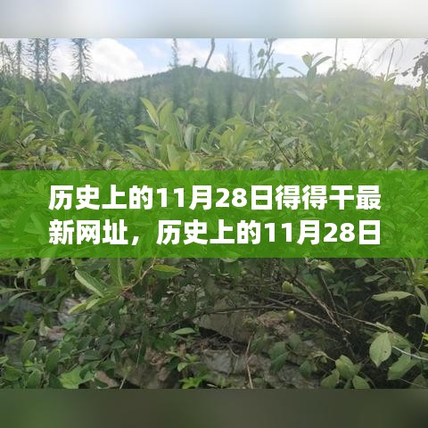 歷史上的11月28日，追尋自然美景之旅，探索內(nèi)心寧靜港灣的新網(wǎng)址揭秘