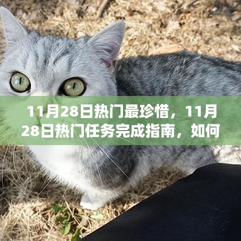 11月28日熱門任務完成指南，高效珍惜每一天，實現(xiàn)學習與進步的飛躍