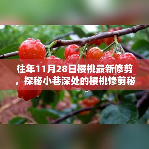 探秘櫻桃修剪秘境，揭秘11月28日修剪技藝的奇妙之旅