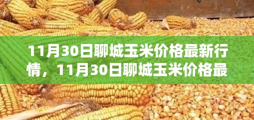 掌握聊城玉米最新行情，解析11月30日玉米價(jià)格動(dòng)態(tài)及應(yīng)對(duì)策略