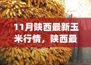 陜西玉米最新行情分析，市場(chǎng)動(dòng)態(tài)、趨勢(shì)展望與行情解讀