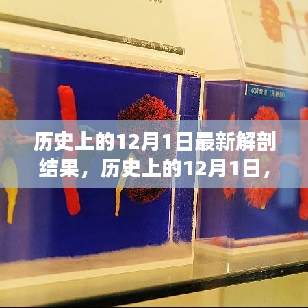 歷史上的12月1日，最新解剖結果揭示的奧秘