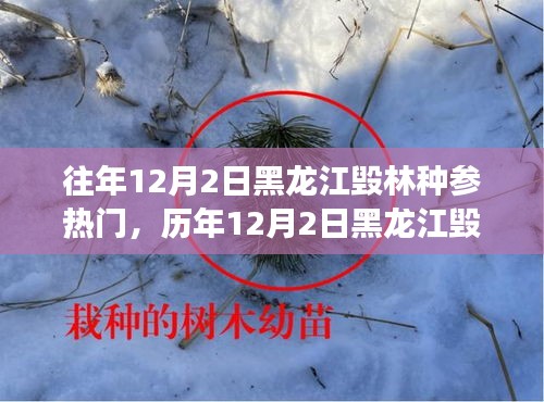 黑龍江毀林種參事件回顧，探尋背后的故事與啟示，歷年12月2日熱門事件聚焦