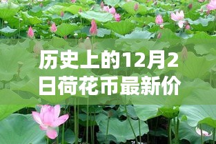 小紅書帶你穿越金融時(shí)光，歷史上的荷花幣最新價(jià)格表（12月2日版）