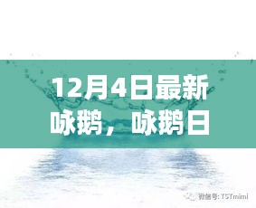 12月4日鵝群趣事與友情盛宴，日常詠鵝新篇章