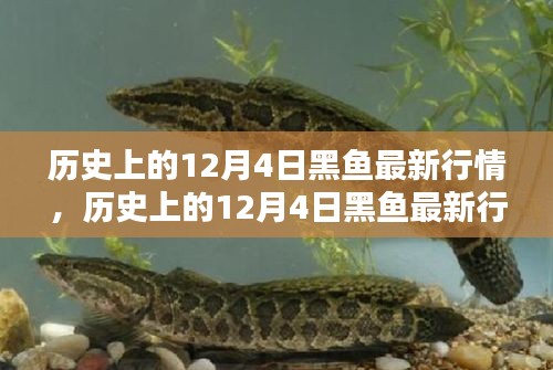 歷史上的12月4日黑魚行情深度解析，特性、體驗(yàn)、競品對比與用戶群體分析