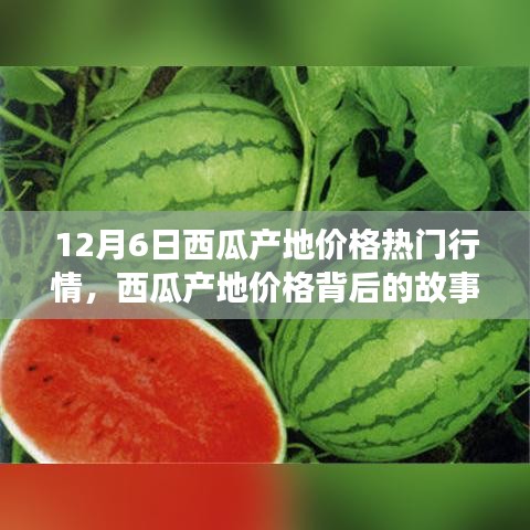 12月6日西瓜產(chǎn)地價格深度解析，變化的力量與自信的種子