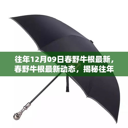 揭秘往年12月09日春野牛根最新動態(tài)與三大要點(diǎn)揭秘