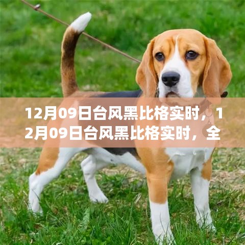 12月09日臺風(fēng)黑比格全方位解讀與實(shí)時案例分析