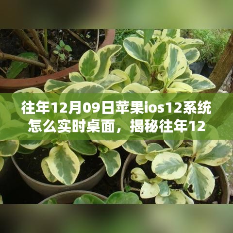 揭秘，蘋果iOS 12系統(tǒng)實(shí)時(shí)桌面設(shè)置指南（往年12月9日發(fā)布）