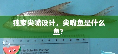 獨家尖嘴設計，尖嘴魚是什么魚? 