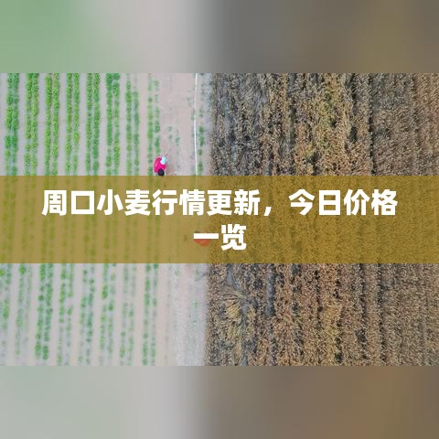 周口小麥行情更新，今日價(jià)格一覽