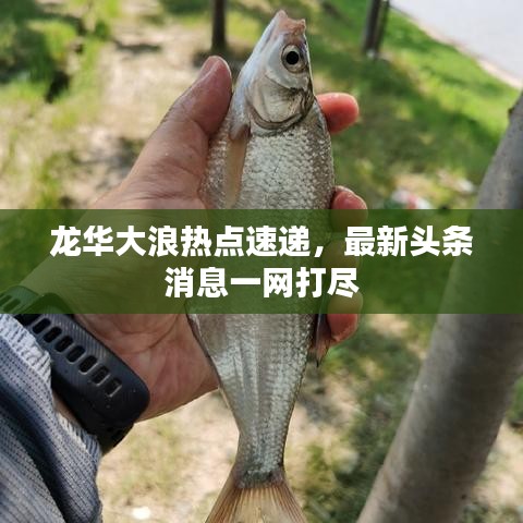 龍華大浪熱點(diǎn)速遞，最新頭條消息一網(wǎng)打盡