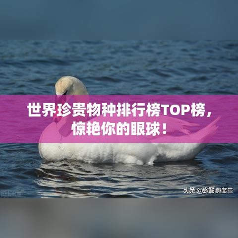 世界珍貴物種排行榜TOP榜，驚艷你的眼球！