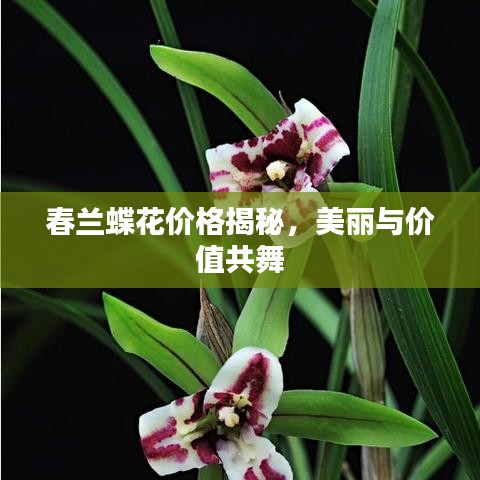 春蘭蝶花價格揭秘，美麗與價值共舞