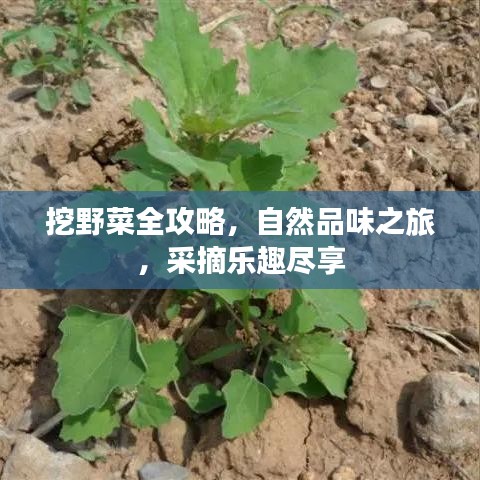 挖野菜全攻略，自然品味之旅，采摘樂趣盡享