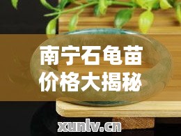 南寧石龜苗價(jià)格大揭秘，最新行情分析！