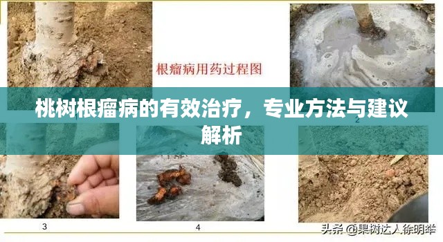 桃樹根瘤病的有效治療，專業(yè)方法與建議解析