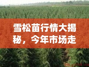 雪松苗行情大揭秘，今年市場走勢分析！
