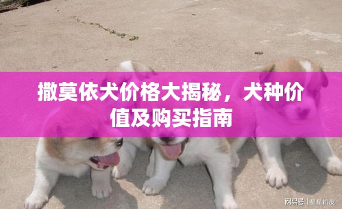 撒莫依犬價(jià)格大揭秘，犬種價(jià)值及購買指南