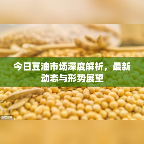 今日豆油市場深度解析，最新動態(tài)與形勢展望