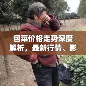 包菜價(jià)格走勢深度解析，最新行情、影響因素及預(yù)測