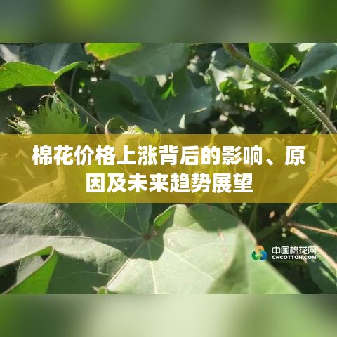 棉花價(jià)格上漲背后的影響、原因及未來(lái)趨勢(shì)展望