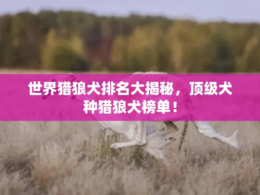 世界獵狼犬排名大揭秘，頂級(jí)犬種獵狼犬榜單！