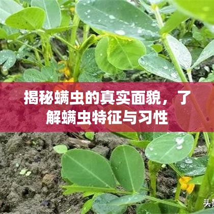 揭秘螨蟲的真實面貌，了解螨蟲特征與習(xí)性