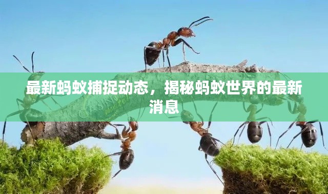 最新螞蟻捕捉動態(tài)，揭秘螞蟻世界的最新消息