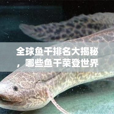 全球魚干排名大揭秘，哪些魚干榮登世界之最榜單？