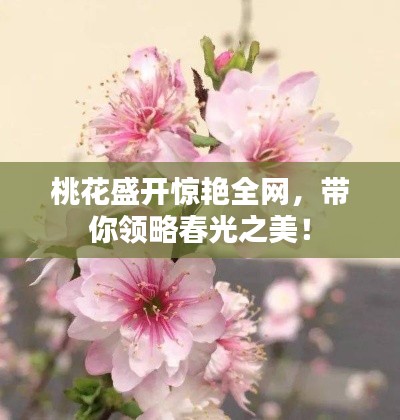 桃花盛開(kāi)驚艷全網(wǎng)，帶你領(lǐng)略春光之美！