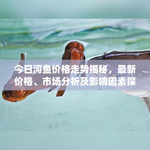 今日河魚價(jià)格走勢(shì)揭秘，最新價(jià)格、市場(chǎng)分析及影響因素探討