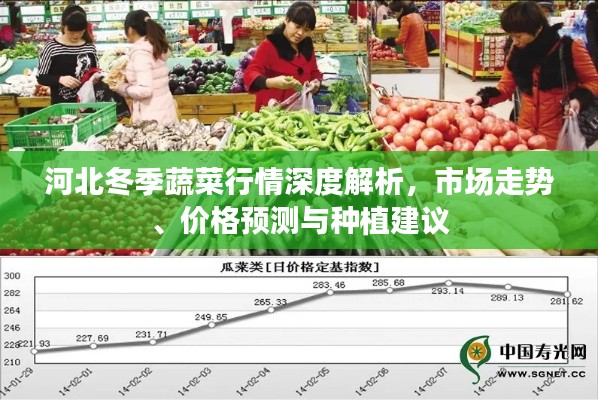 河北冬季蔬菜行情深度解析，市場(chǎng)走勢(shì)、價(jià)格預(yù)測(cè)與種植建議