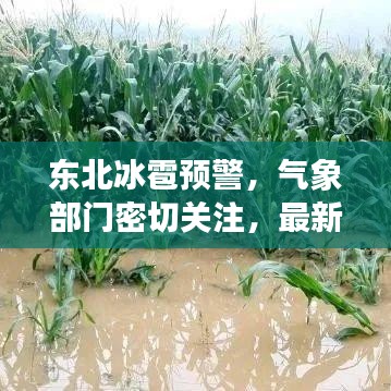 東北冰雹預(yù)警，氣象部門密切關(guān)注，最新預(yù)測提醒防范災(zāi)害