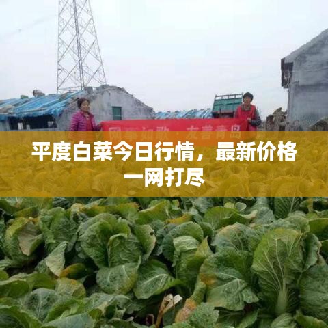 平度白菜今日行情，最新價格一網(wǎng)打盡