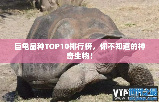 巨龜品種TOP10排行榜，你不知道的神奇生物！