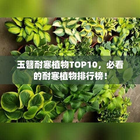玉簪耐寒植物TOP10，必看的耐寒植物排行榜！