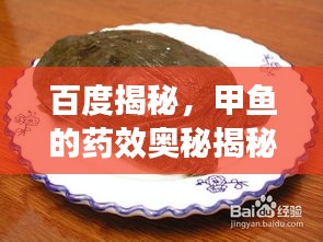 百度揭秘，甲魚的藥效奧秘揭秘！